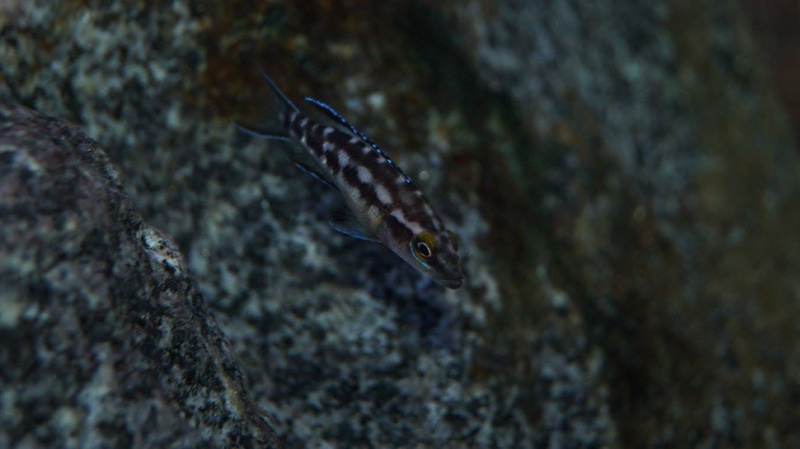 Neolamprologus buescheri 'Kombe'